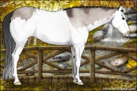 Horse Color:Bay Dun Splash 