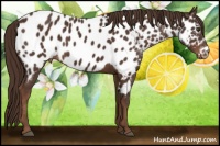 Horse Color:Liver Chestnut Appaloosa