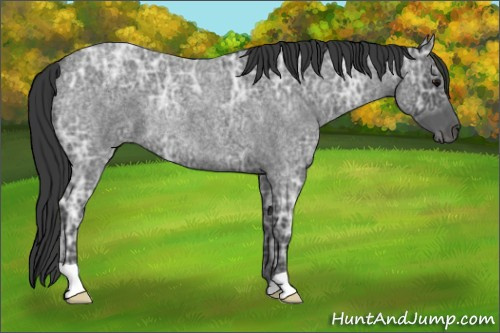 Horse Color: Blue Ice Roan Rabicano 