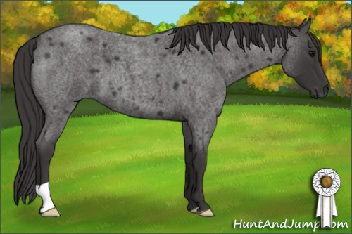 Horse Color: Smoky Blue Roan 