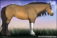 Horse Color:Buckskin 