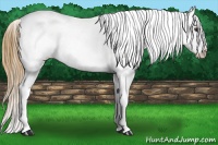 Horse Color:Buckskin Snowcap 