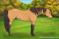 Horse Color:Buckskin Rabicano 