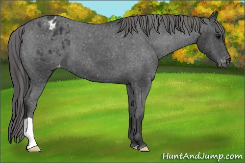 Horse Color: Unknown 