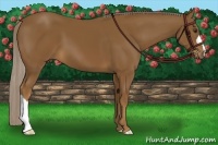 Horse Color:Chocolate Palomino 