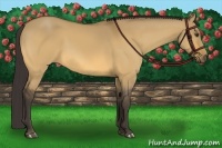 Horse Color:Buckskin Dun 