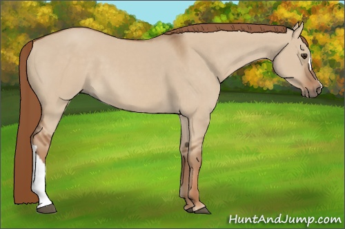 Horse Color: Red Dun 
