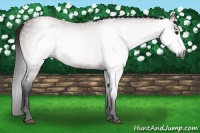 Horse Color:Gray Bay Roan 