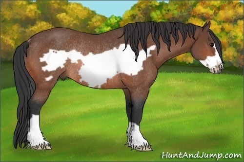 Horse Color:Bay Frame Rabicano 