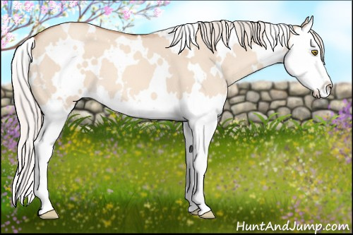 Horse Color: White Spotted Silver Sable Champagne Dun Splash 