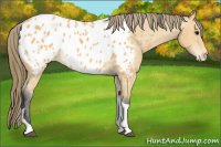 Horse Color:Buckskin Tobiano Near Leopard 