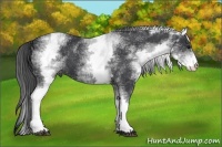 Horse Color:White Spotted Black 