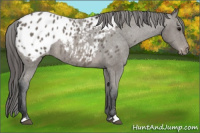 Horse Color:Brown Sabino Appaloosa Rabicano