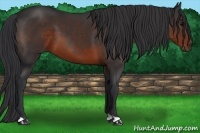Horse Color:Brown 