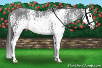 Horse Color:White Spotted Black Splash Appaloosa Rabicano