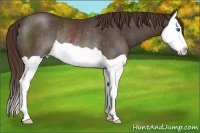 Horse Color:Liver Chestnut Splash Rabicano