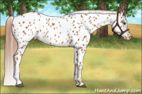 Horse Color:Chestnut Near Leopard 
