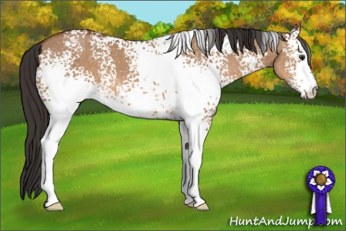 Horse Color: White Spotted Bay Dun 