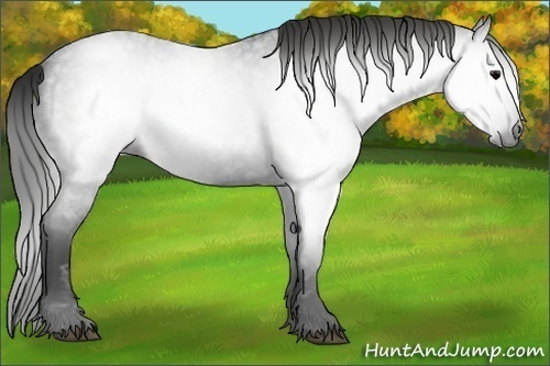 Horse Color:Gray Blue Roan