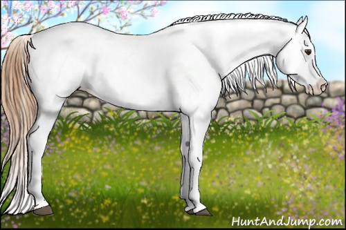 Horse Color: Chestnut Blanket 