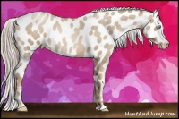 Horse Color:Chocolate Palomino Roan Pearl Near Leopard 