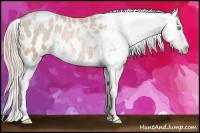 Horse Color:Chocolate Palomino Roan Pearl Blanket 