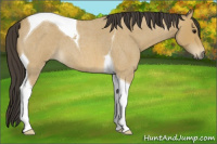 Horse Color:Buckskin Roan Tobiano 