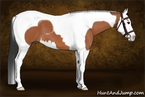 Horse Color:Bay Splash Tobiano