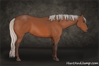 Horse Color:Silver Bay 