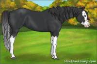 Horse Color:Black Splash