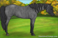 Horse Color:Blue Roan 