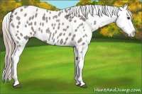 Horse Color:Chocolate Palomino Roan Appaloosa