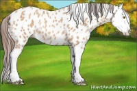 Horse Color:Amber Champagne Splash Near Leopard 