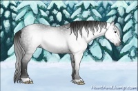 Horse Color:Gray Black 