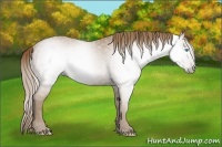 Horse Color:Gray Smoky Creme Roan