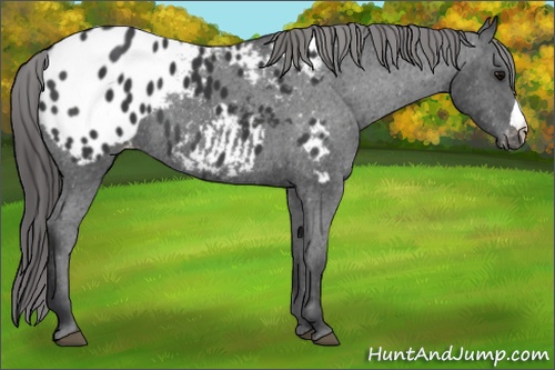 Horse Color:Black Appaloosa 