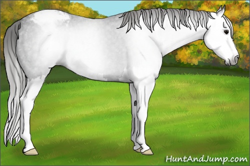 Horse Color:Gray Black Splash Snowcap 