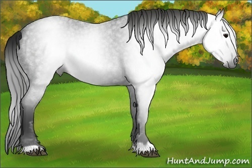 Horse Color:Gray Blue Roan 