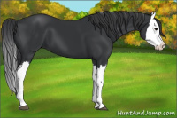Horse Color:Black Splash 