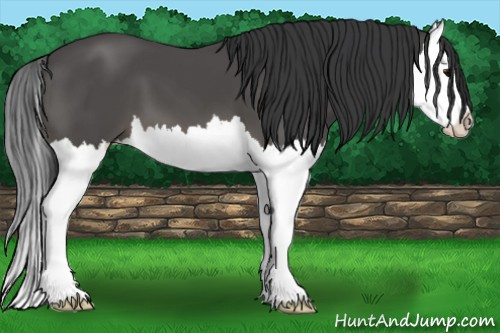 Horse Color: Black Splash 