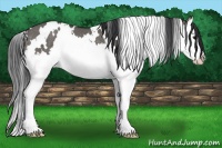 Horse Color:White Spotted Grullo Splash Rabicano