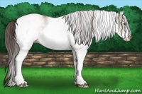 Horse Color:White Spotted Classic Champagne Dun Rabicano 