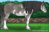 Horse Color:Grullo Splash 