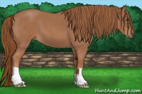 Horse Color:Red Roan 