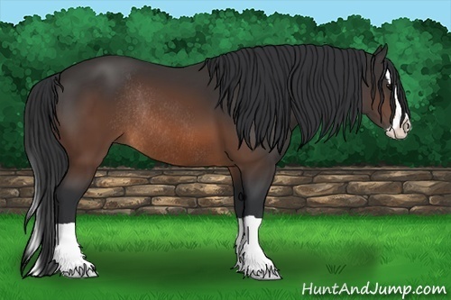 Horse Color: Brown Splash Rabicano 