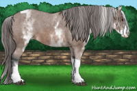 Horse Color:White Spotted Bay Tobiano Appaloosa 