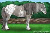 Horse Color:White Spotted Grullo Blanket 