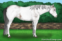 Horse Color:White Spotted Brown 
