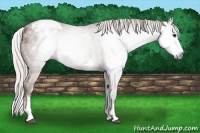 Horse Color:Gray White Spotted Silver Bay Splash Appaloosa Rabicano 