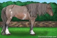 Horse Color:White Spotted Bay Appaloosa Rabicano 